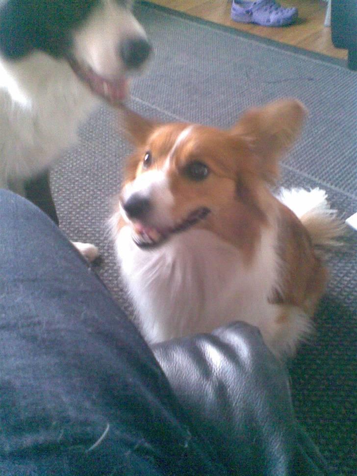 Blanding af racer Lady billede 20