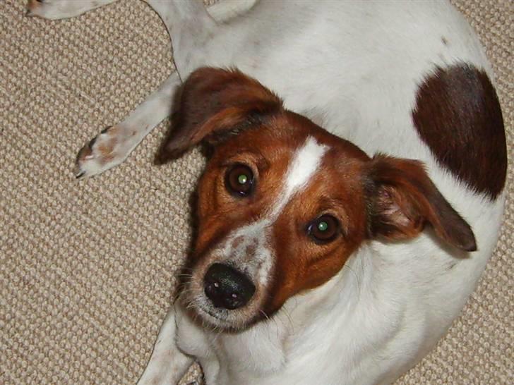 Dansk svensk gaardhund Fiona billede 1