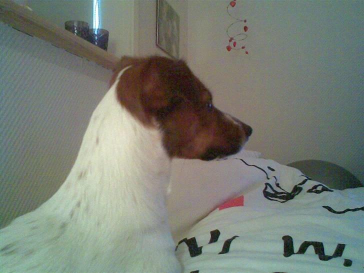 Dansk svensk gaardhund Fiona billede 2