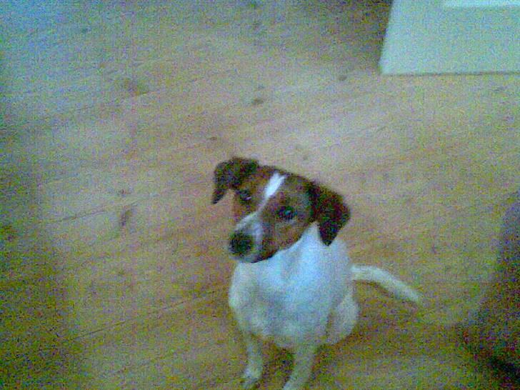 Dansk svensk gaardhund Fiona billede 3