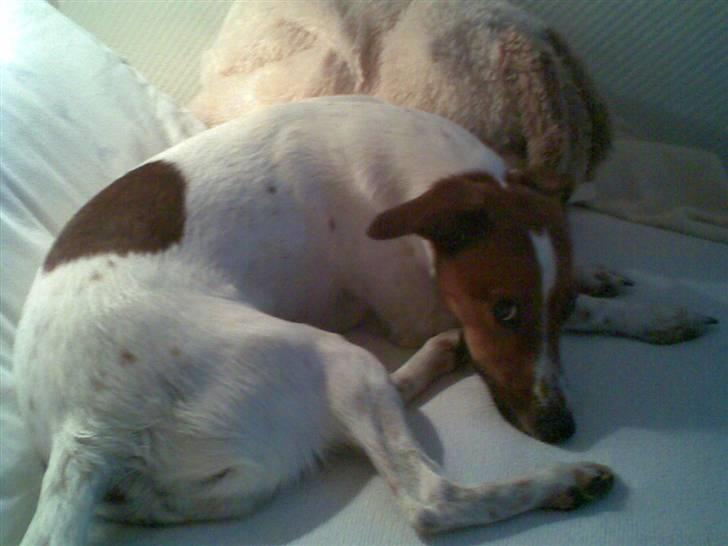 Dansk svensk gaardhund Fiona billede 4