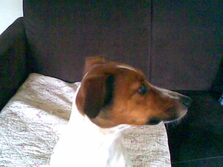 Dansk svensk gaardhund Fiona billede 5