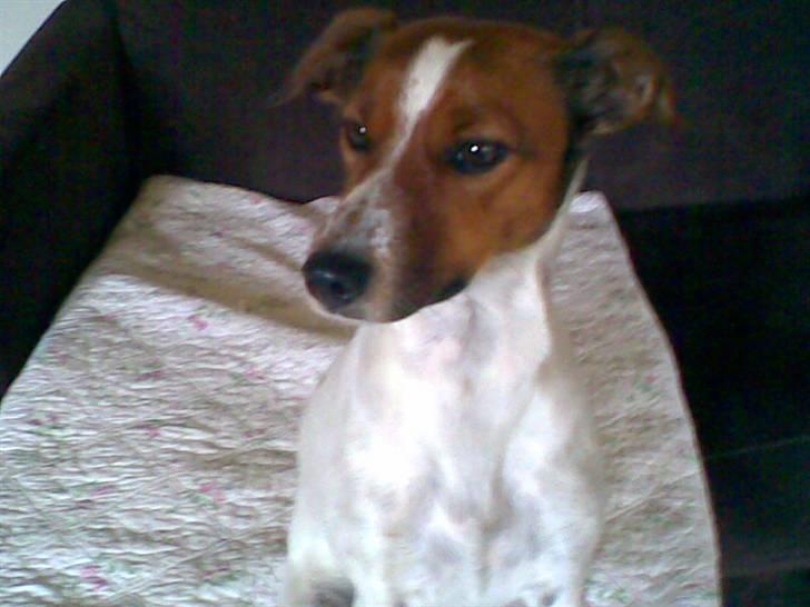 Dansk svensk gaardhund Fiona billede 6