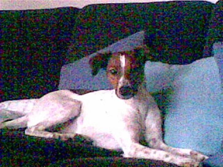 Dansk svensk gaardhund Fiona billede 7