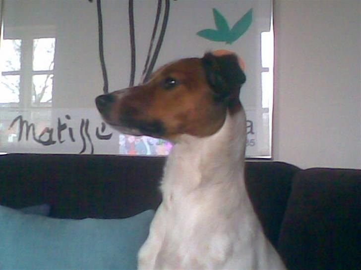 Dansk svensk gaardhund Fiona billede 8