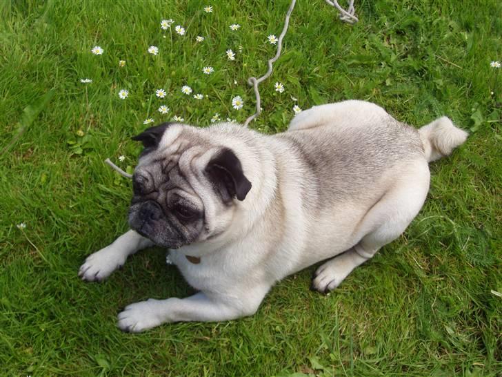 Mops Muffin (Otto) R.I.P. billede 1