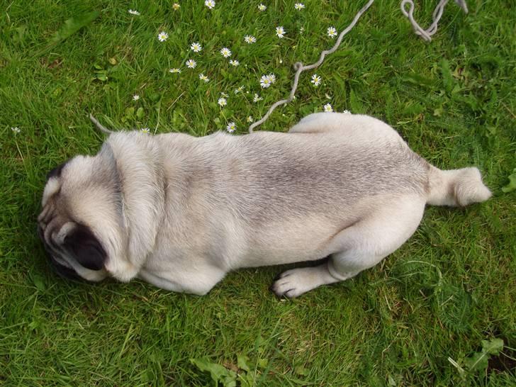 Mops Muffin (Otto) R.I.P. billede 2