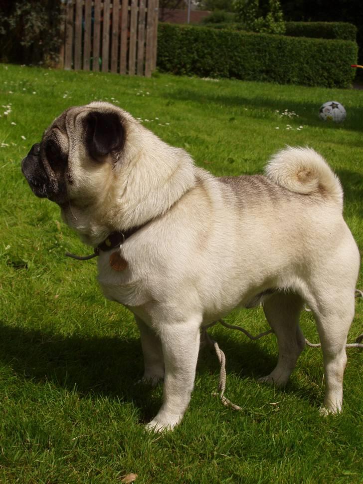 Mops Muffin (Otto) R.I.P. billede 3