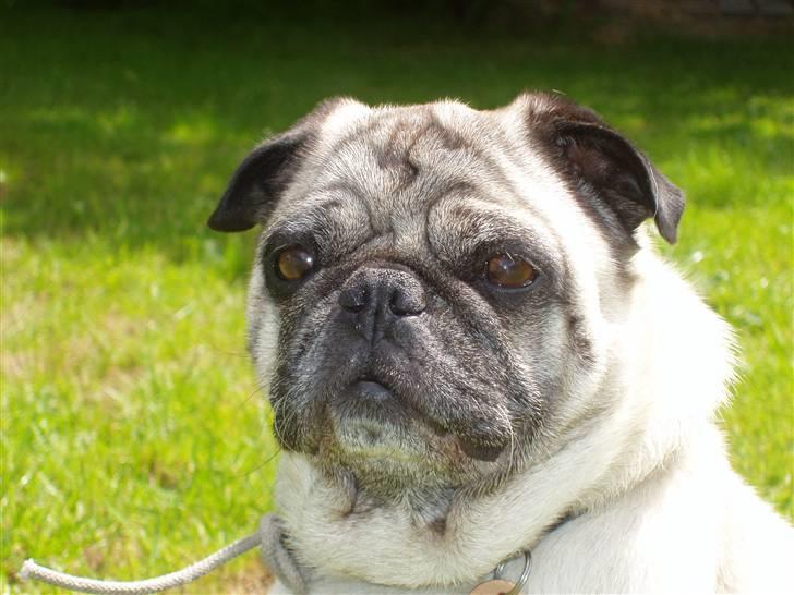 Mops Muffin (Otto) R.I.P. billede 4