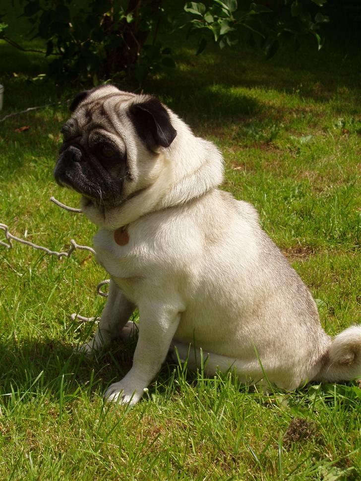 Mops Muffin (Otto) R.I.P. billede 5