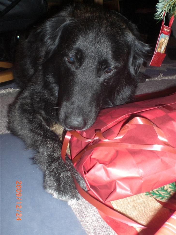 Blanding af racer bamse - Velkommen til Bamses profil, se flere billeder i profilen. Bamse har valgt sin julegave, og så er det lige meget at det ikke er den han skal have. billede 1