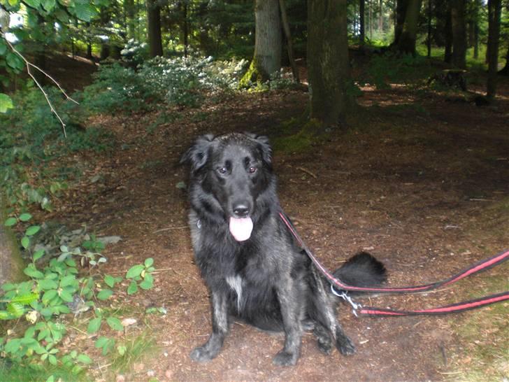 Blanding af racer bamse - jeg er i en skov ved en legeplads billede 2