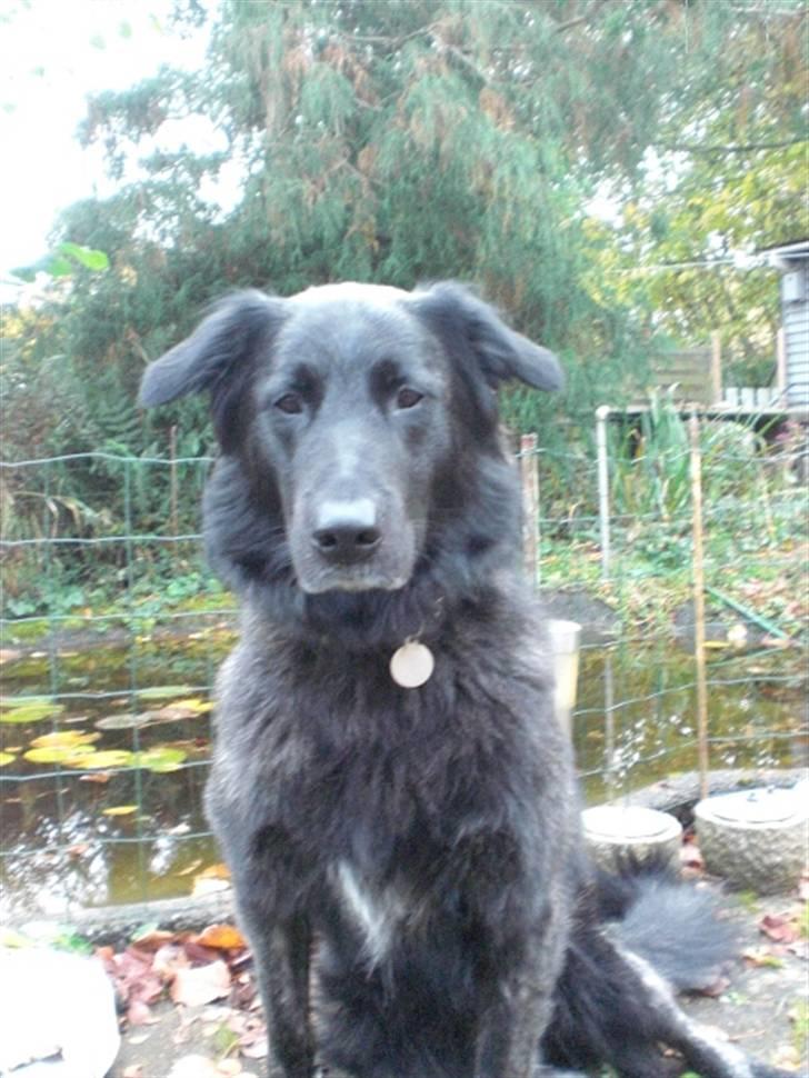 Blanding af racer bamse billede 3