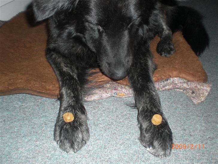 Blanding af racer bamse - venter på at de siger værsgod så jeg må tage godbidderne billede 4