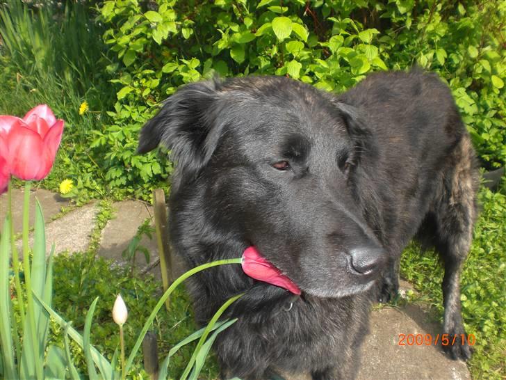 Blanding af racer bamse billede 5