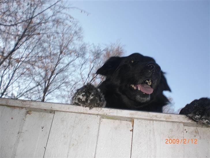 Blanding af racer bamse billede 6