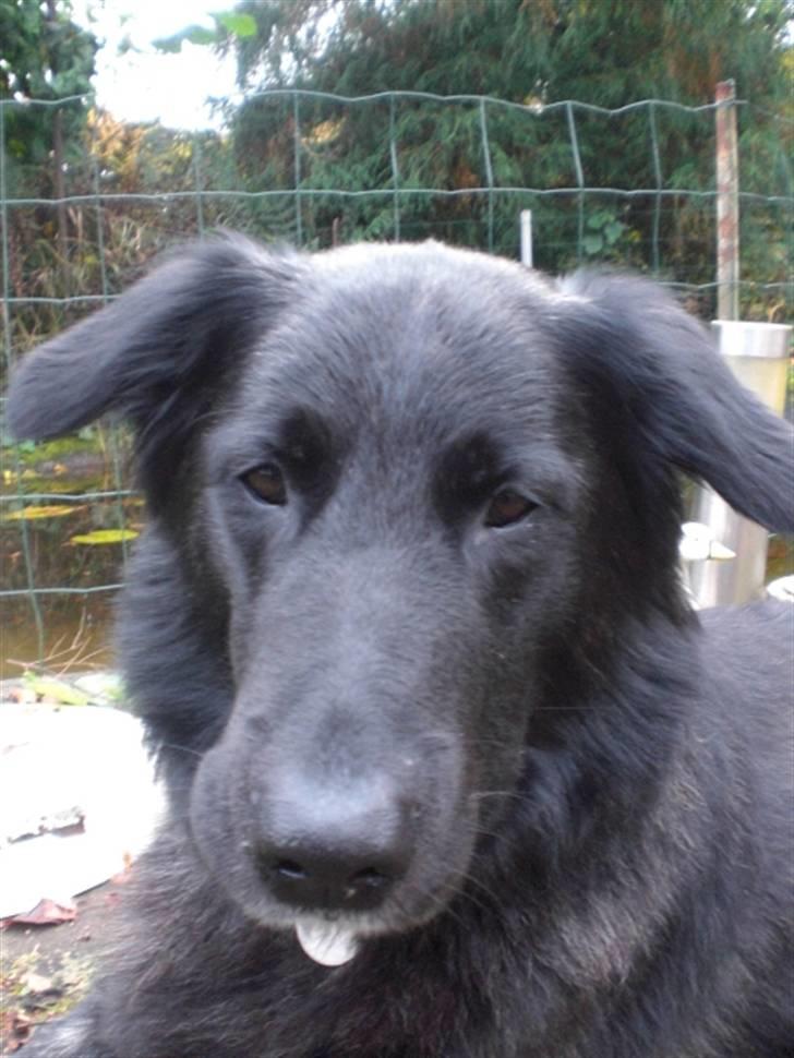 Blanding af racer bamse billede 7