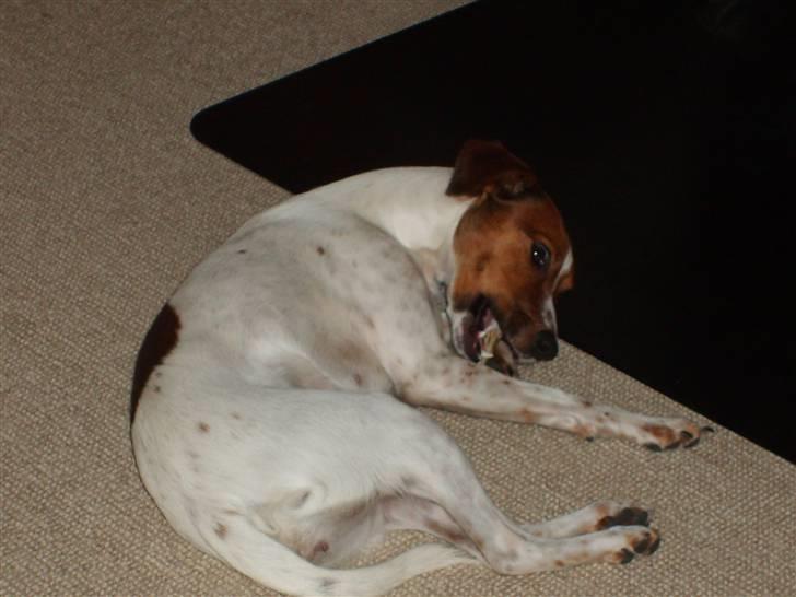 Dansk svensk gaardhund Fiona billede 9