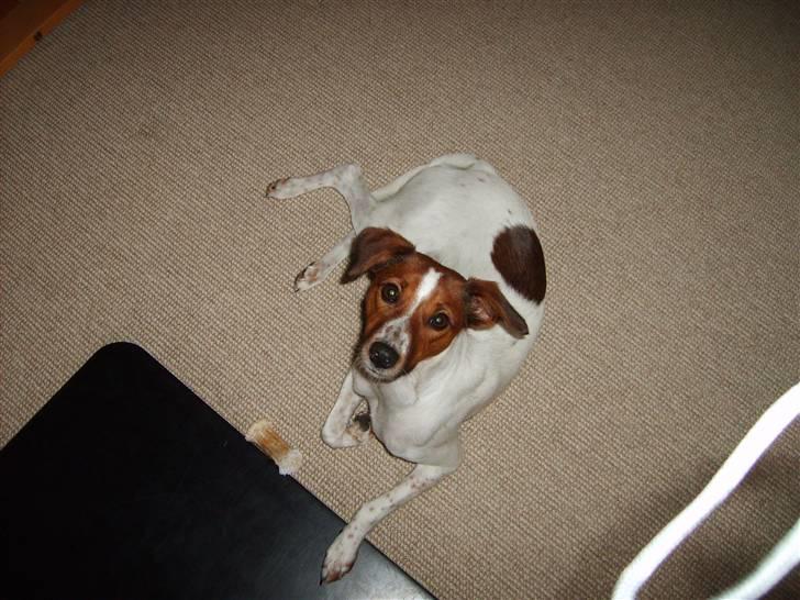 Dansk svensk gaardhund Fiona billede 10