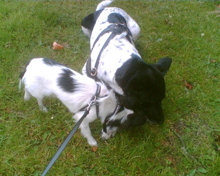 Alaskan husky Prixie TAR IKKE IMOD UDFO - Smut knægt, jeg deler ikke mine godbidder mere, du er for gammel nu.. billede 12