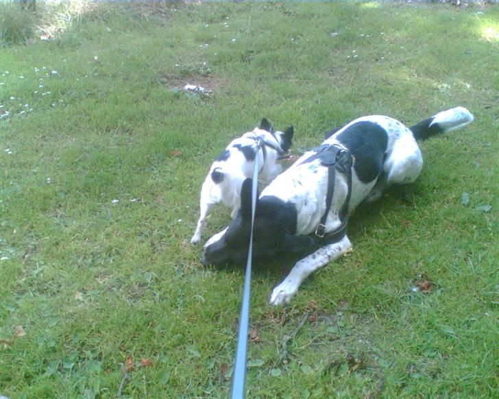 Alaskan husky Prixie TAR IKKE IMOD UDFO - Prixie passer på det der er HENDES nu igen ;o) billede 13