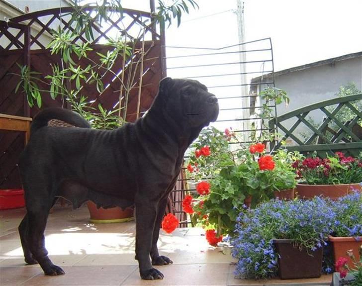 Shar pei Tequila *DØD* - Tequilas mor: Tina black lady daz.  billede 16
