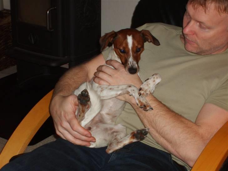 Dansk svensk gaardhund Fiona billede 11