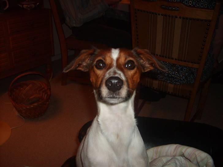 Dansk svensk gaardhund Fiona billede 12