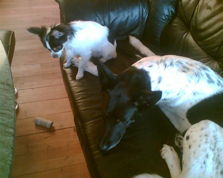 Alaskan husky Prixie TAR IKKE IMOD UDFO - Ok så bliv da, men du driller mig ikke dit lille myr. billede 14