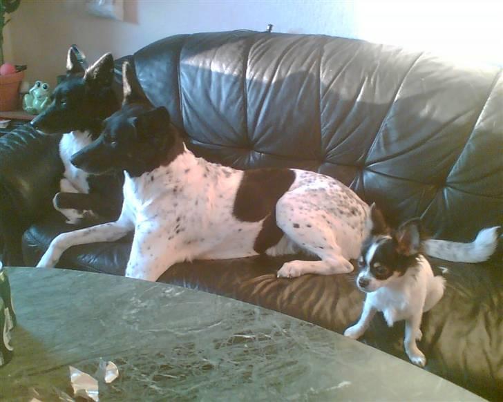 Alaskan husky Prixie TAR IKKE IMOD UDFO - Min lille "flok" det er Prixie som er Alfa`en et kort stk tid endnu, da den bette dreng blev 6mdr.blev Han Alfa`en i flokken, og pigerne ELSKEDE at ha een der passede på dem som han gjorde. ;o)) billede 15