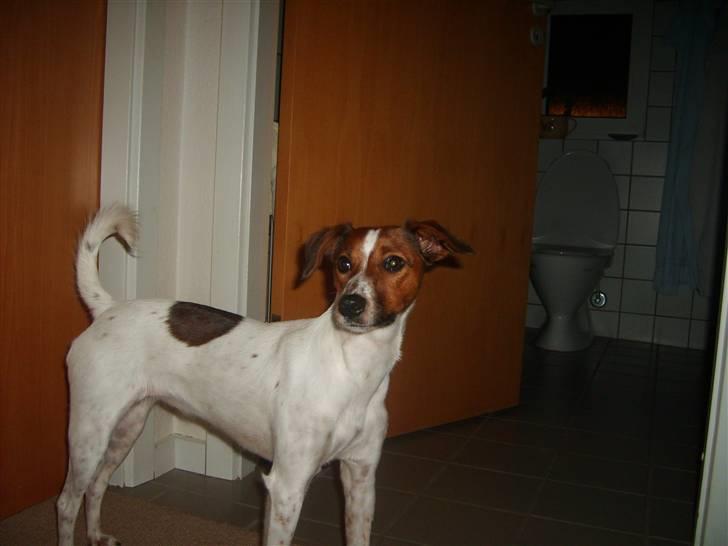 Dansk svensk gaardhund Fiona billede 13