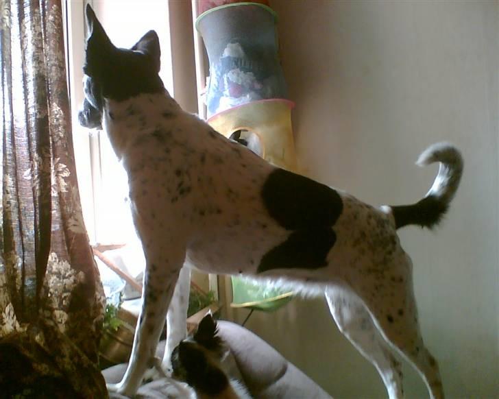 Alaskan husky Prixie TAR IKKE IMOD UDFO - Hvem gøer nede i MIN Gård. Prixie kan være lidt af en bjergged.;o) billede 16