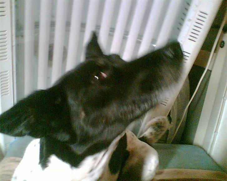 Alaskan husky Prixie TAR IKKE IMOD UDFO - Åhh ja mor, lige der..Ahh hårdere, klø nu ordenligt til mor.. billede 17