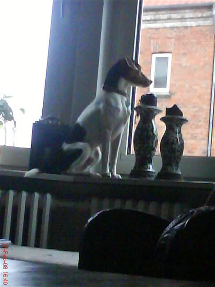 Dansk svensk gaardhund Oliver - Hvis ik Oliver holder øje med hvad der sker på vejen, hvem skal så??!! :D billede 10
