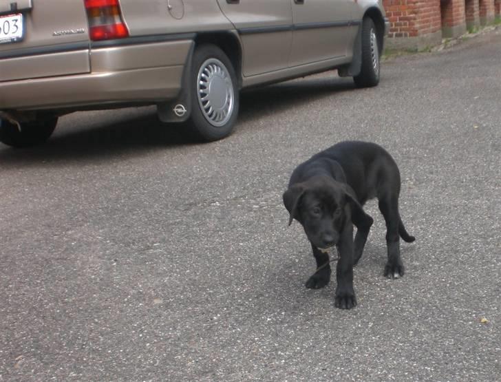 Blanding af racer Bella  R.I.P billede 5