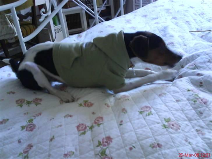 Dansk svensk gaardhund Oliver - Oliver har lige lånt Milo´ens hættetrøje.. Han var lige lidt for tjekket ;) billede 11