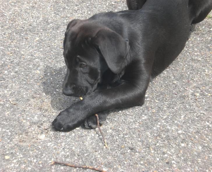 Blanding af racer Bella  R.I.P - Den pind skal altså ordnes :-) billede 6