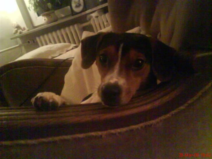 Dansk svensk gaardhund Oliver - Hey moar.. Sku vi ik ta at gå en tur?? :D billede 13