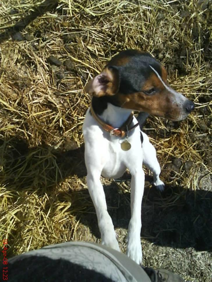 Dansk svensk gaardhund Oliver - Oliver på bondegårdsferie.. billede 15