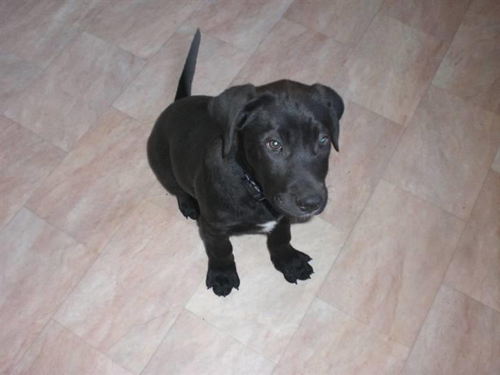 Blanding af racer Bella  R.I.P - Lige ankommet til sit nye hjem billede 7