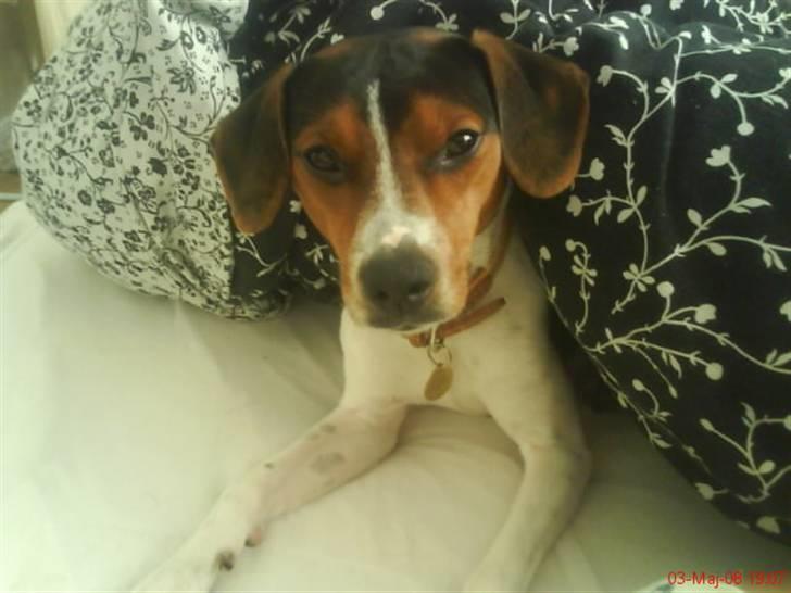 Dansk svensk gaardhund Oliver - Ollie´en om morgenen.. Han er ikke morgen hund.. Hehe..  billede 16