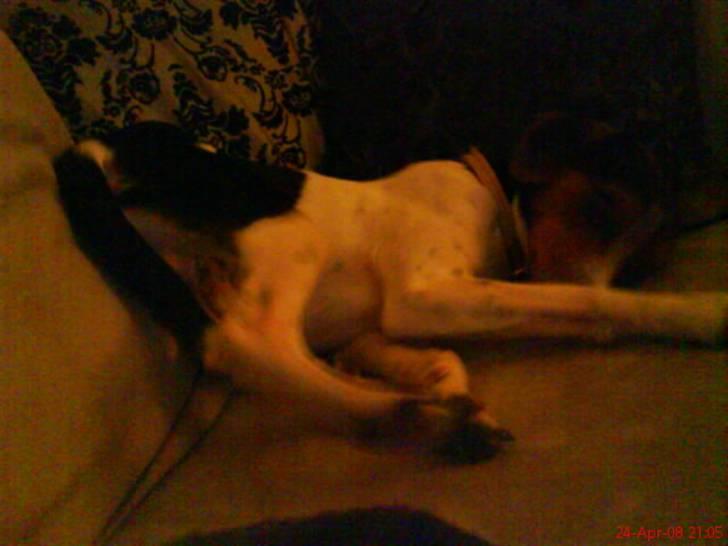 Dansk svensk gaardhund Oliver - Her er beviset.. Ollie´en ligger på de mærkeligste måder nogle gange.. Hihi..  billede 17