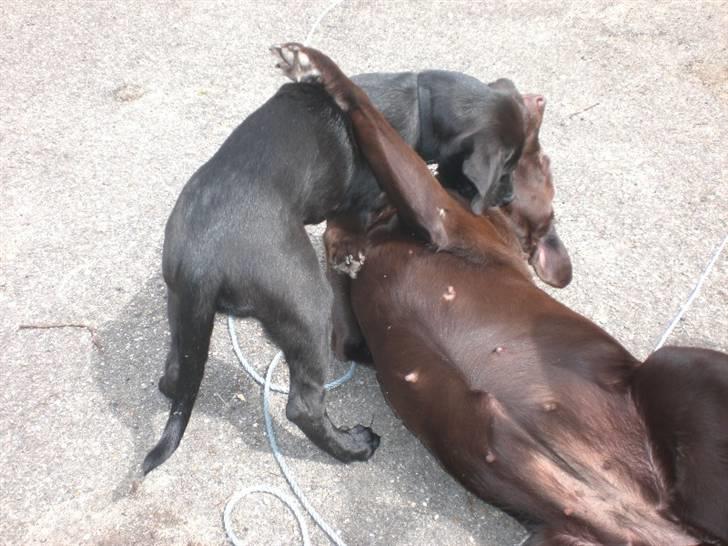 Blanding af racer Bella  R.I.P - Bella leger med Freja billede 8