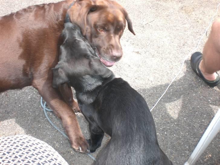 Blanding af racer Bella  R.I.P - Bella, dræberhund. :-) (Bare rolig det er leg) billede 9