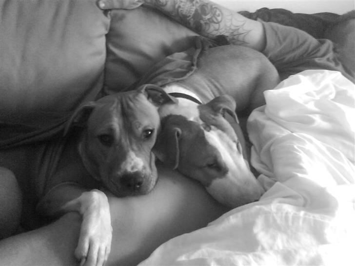 Blanding af racer (bullterrier) Gizmo R.I.P billede 2