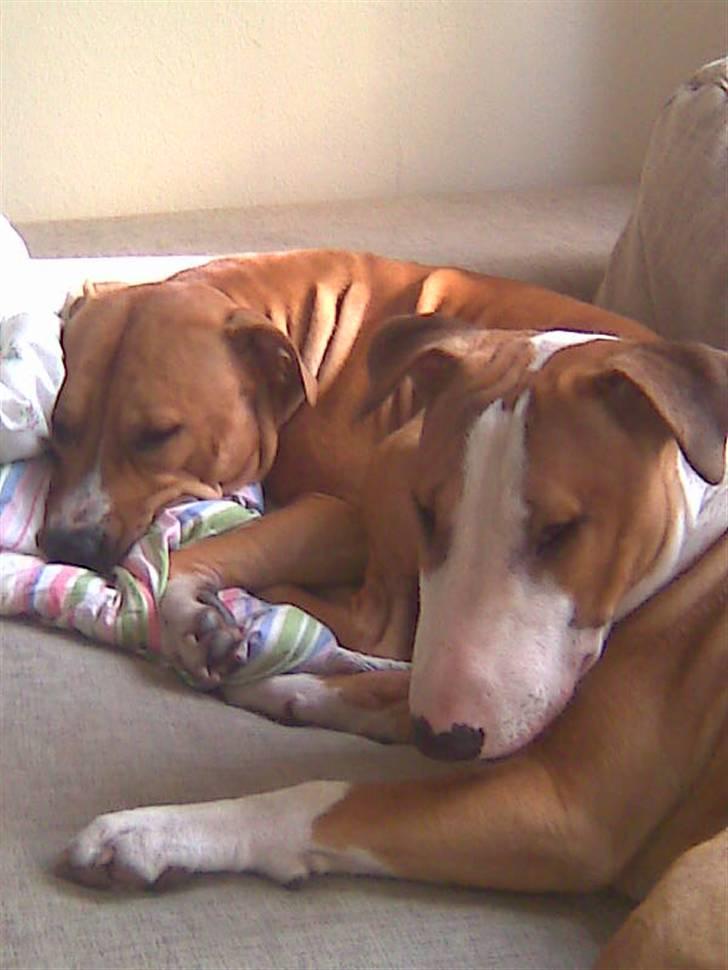 Blanding af racer (bullterrier) Gizmo R.I.P billede 3