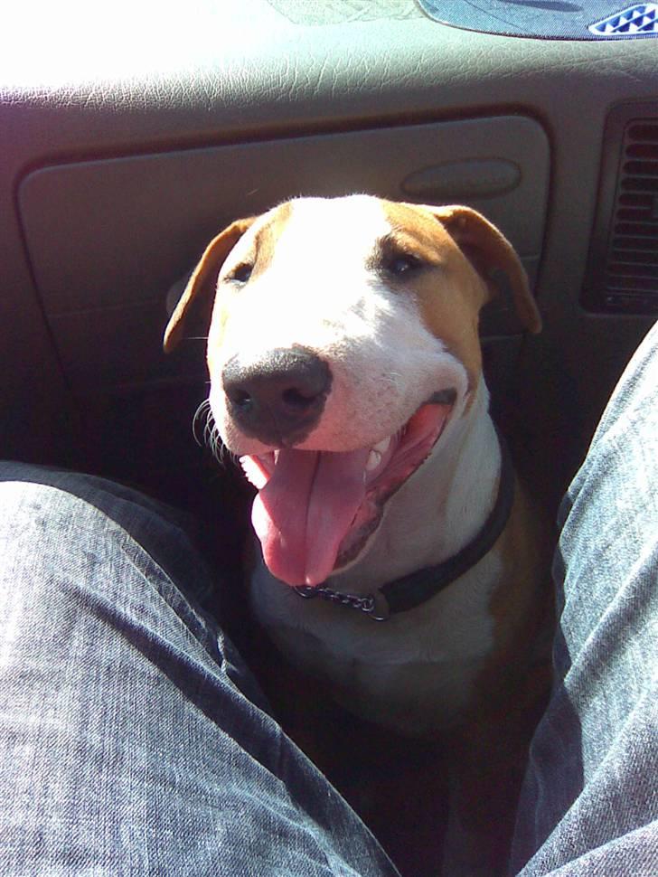 Blanding af racer (bullterrier) Gizmo R.I.P billede 4