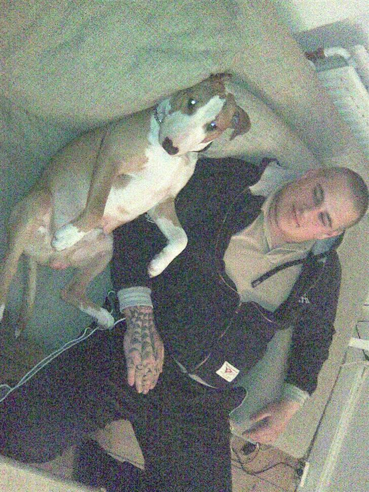 Blanding af racer (bullterrier) Gizmo R.I.P billede 5