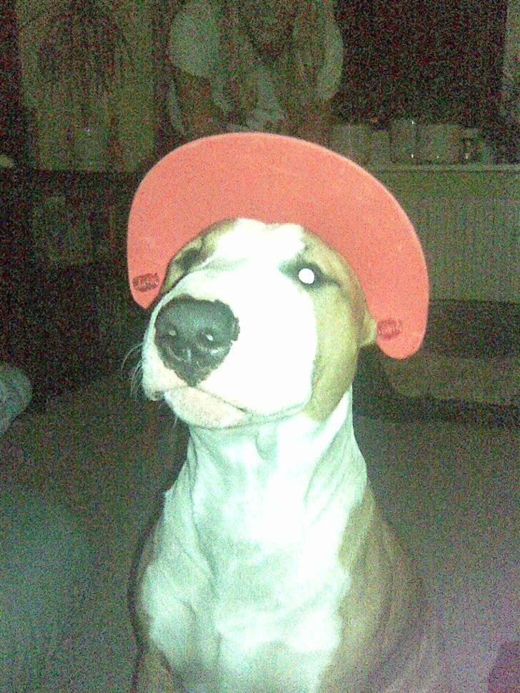 Blanding af racer (bullterrier) Gizmo R.I.P billede 6