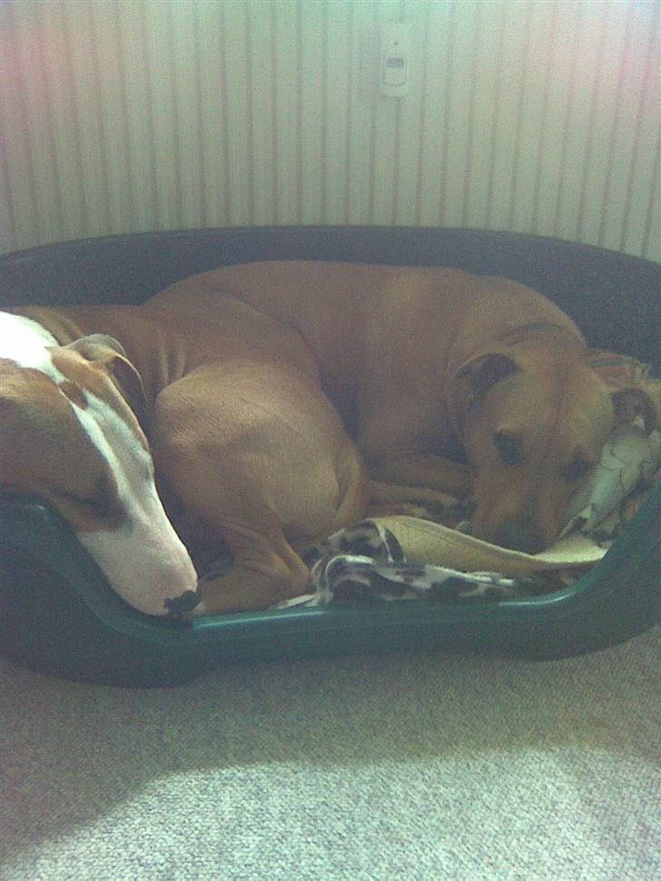 Blanding af racer (bullterrier) Gizmo R.I.P billede 7